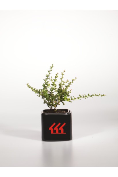 Барбарис Дарвіна Компакта у контейнері п9